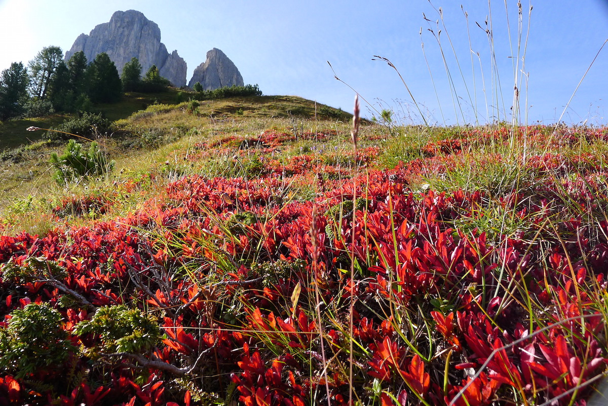 Der Herbst Beginnt Grodnerjoch Dolomitenfuchs